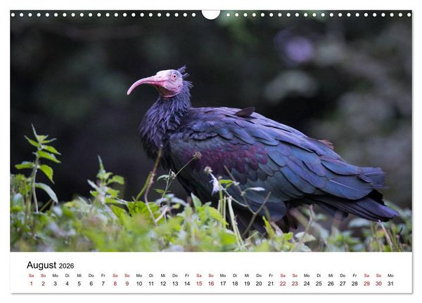 Produktbild: Der Waldrapp - Ein skurriler Vogel (Wandkalender 2026 DIN A3 quer), CALVENDO Monatskalender