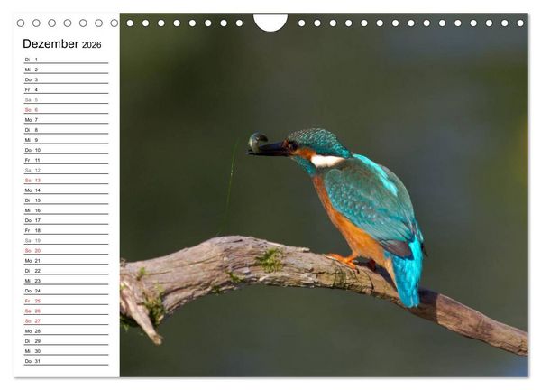 Produktbild: Eisv&ouml;gel (Wandkalender 2026 DIN A4 quer), CALVENDO Monatskalender