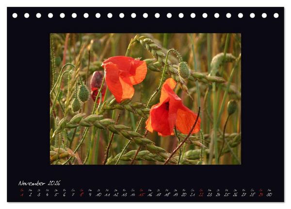 Produktbild: MOHNographie (Tischkalender 2026 DIN A5 quer), CALVENDO Monatskalender