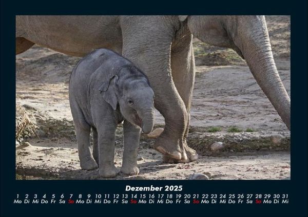 Produktbild: Elefanten 2025 Fotokalender DIN A4