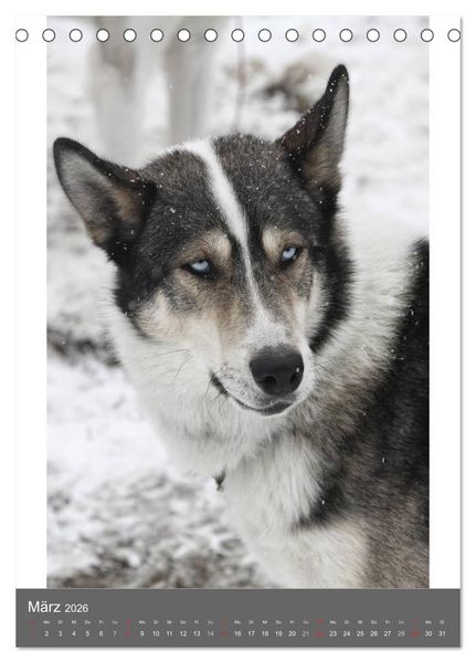 Produktbild: Huskies - Portraits im Schnee (Tischkalender 2026 DIN A5 hoch), CALVENDO Monatskalender