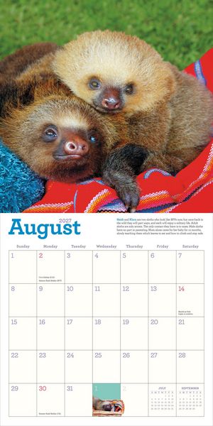 Produktbild: Original Sloths Wall Calendar 2027