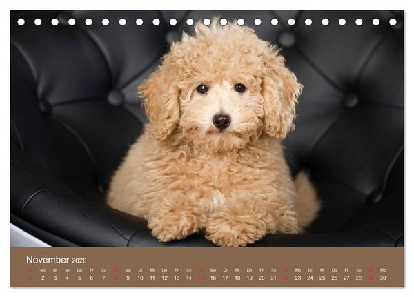 Produktbild: Pudel (Tischkalender 2026 DIN A5 quer), CALVENDO Monatskalender