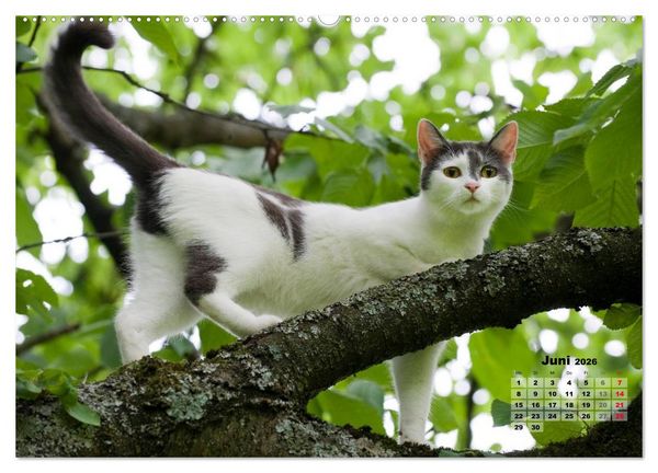Produktbild: Katzen im Gr&uuml;nen (Wandkalender 2026 DIN A2 quer), CALVENDO Monatskalender