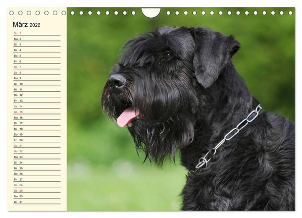 Produktbild: Treuer Freund Riesenschnauzer (Wandkalender 2026 DIN A4 quer), CALVENDO Monatskalender