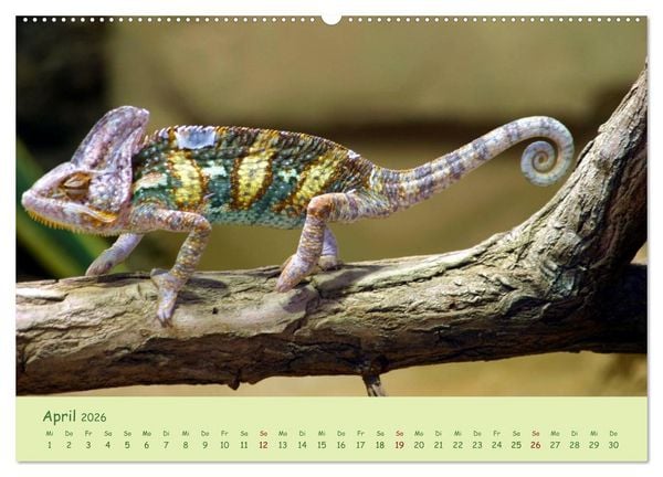 Produktbild: Augenblicke der Cham&auml;leons (hochwertiger Premium Wandkalender 2026 DIN A2 quer), Kunstdruck in Hochglanz