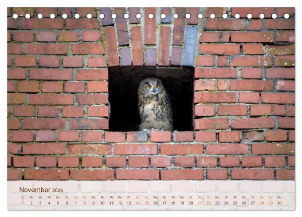 Produktbild: Uhu Highlights (Tischkalender 2026 DIN A5 quer), CALVENDO Monatskalender