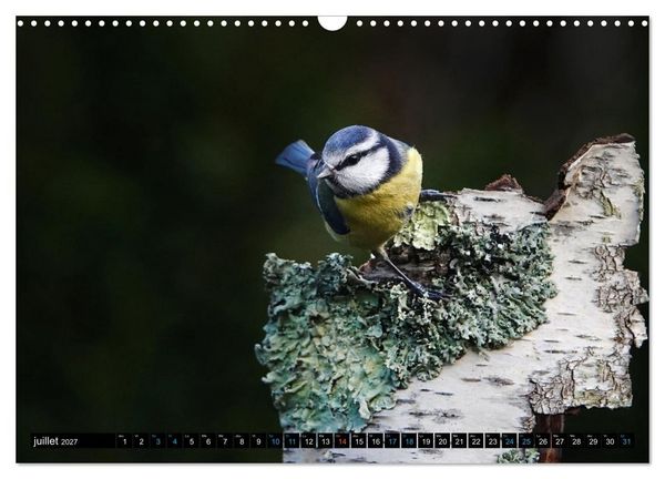 Produktbild: Mes anges bleus en &Icirc;le-de-France (Calendrier mural 2027 DIN A3 vertical), CALVENDO calendrier mensuel