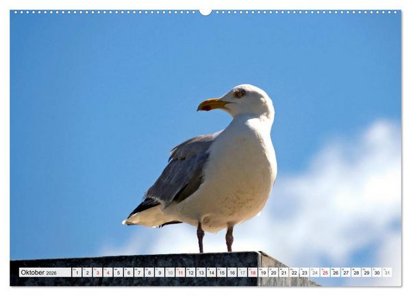Produktbild: An der Nordsee, Urlaub im Norden Deutschlands (hochwertiger Premium Wandkalender 2026 DIN A2 quer), Kunstdruck in Hochglanz