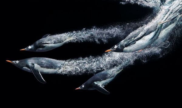 Produktbild: National Geographic Verborgene Welten &ndash; Einzigartige Fotografien