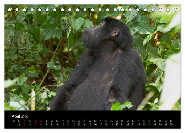 Produktbild: Ugandas friedliche Berggorillas (Tischkalender 2026 DIN A5 quer), CALVENDO Monatskalender