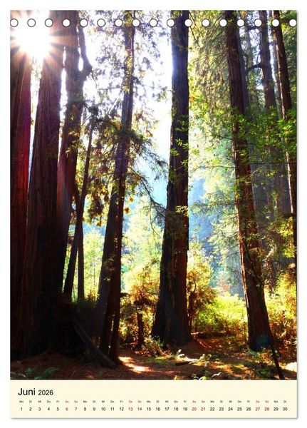 Produktbild: Redwoods - Faszination Mammutb&auml;ume (Tischkalender 2026 DIN A5 hoch), CALVENDO Monatskalender