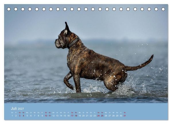 Produktbild: Fantastische Boxer - Sieger der Herzen (Tischkalender 2027 DIN A5 quer), CALVENDO Monatskalender