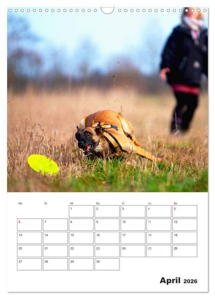 Produktbild: Malinois Power auf vier Pfoten (Wandkalender 2026 DIN A3 hoch), CALVENDO Monatskalender