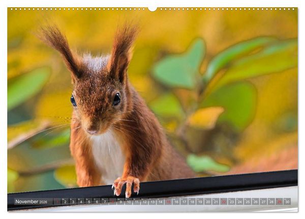 Produktbild: Eichh&ouml;rnchen am Fenster (Wandkalender 2026 DIN A2 quer), CALVENDO Monatskalender