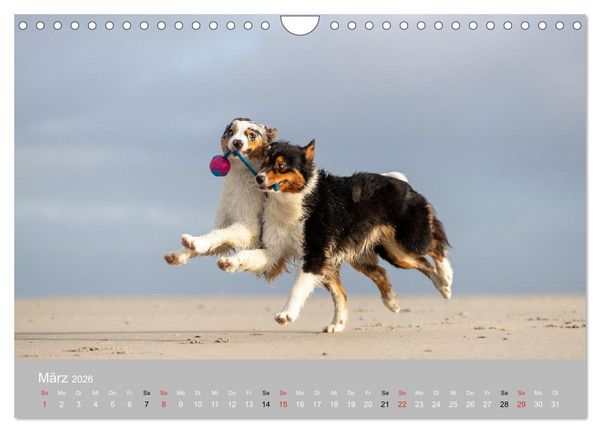 Produktbild: Australian Shepherd 2026 (Wandkalender 2026 DIN A4 quer), CALVENDO Monatskalender