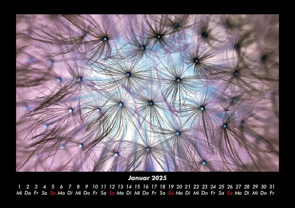 Produktbild: Blumentr&auml;ume 2025 Fotokalender DIN A3