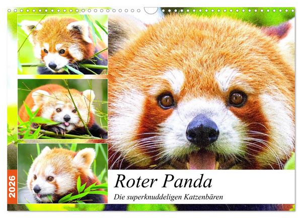 Produktbild: Roter Panda. Die superknuddeligen Katzenb&auml;ren (Wandkalender 2026 DIN A3 quer), CALVENDO Monatskalender