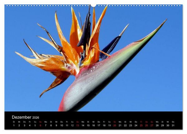 Produktbild: Madeira 2026 (Wandkalender 2026 DIN A2 quer), CALVENDO Monatskalender