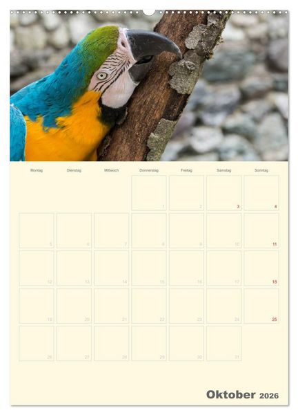 Produktbild: Kunterbunter Papageien-Planer (hochwertiger Premium Wandkalender 2026 DIN A2 hoch), Kunstdruck in Hochglanz
