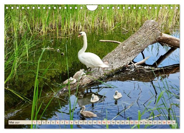 Produktbild: Fischland - Zwischen Ostsee und Bodden (Wandkalender 2027 DIN A4 quer), CALVENDO Monatskalender