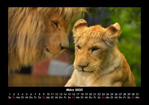 Produktbild: L&ouml;wen in der Wildnis 2025 Fotokalender DIN A3