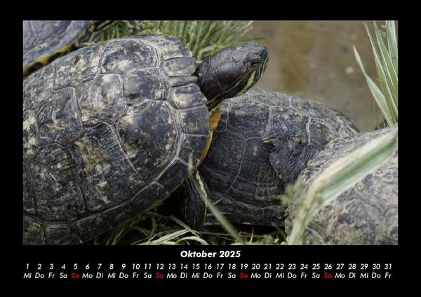 Produktbild: Schildkr&ouml;tenzauber 2025 Fotokalender DIN A3