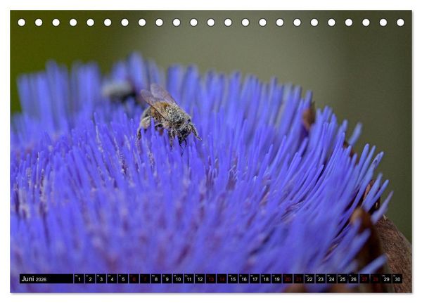 Produktbild: Insekten-Sommer (Tischkalender 2026 DIN A5 quer), CALVENDO Monatskalender