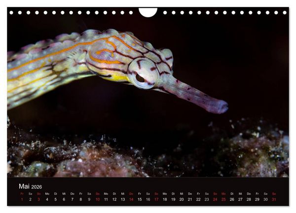 Produktbild: Meerestiere unter der Lupe - Unterwasserkalender (Wandkalender 2026 DIN A4 quer), CALVENDO Monatskalender