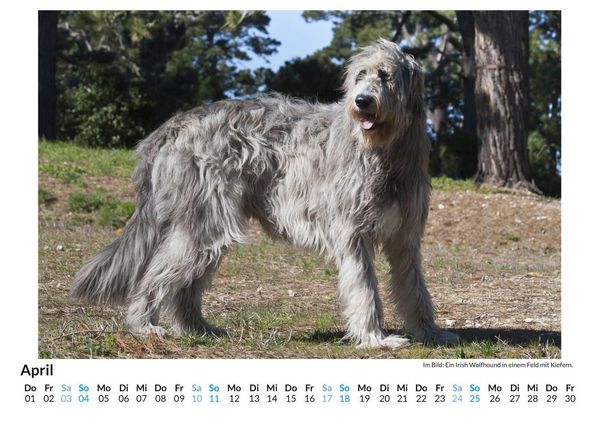 Produktbild: Irischer Wolfshund