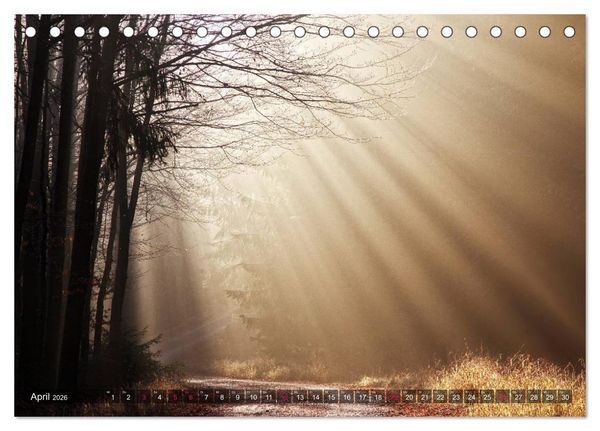 Produktbild: Erleuchtung im Wald (Tischkalender 2026 DIN A5 quer), CALVENDO Monatskalender