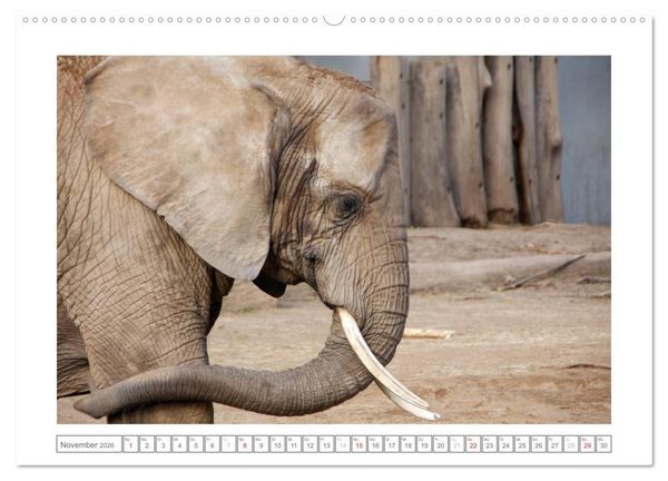 Produktbild: Tiere im Zoo (hochwertiger Premium Wandkalender 2026 DIN A2 quer), Kunstdruck in Hochglanz