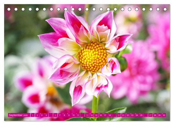 Produktbild: Liebenswerte Bl&uuml;ten (Tischkalender 2026 DIN A5 quer), CALVENDO Monatskalender