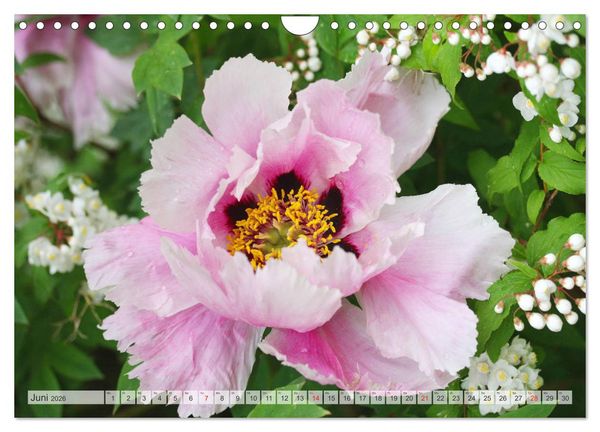 Produktbild: PFINGSTROSEN Rosen ohne Dornen (Wandkalender 2026 DIN A4 quer), CALVENDO Monatskalender