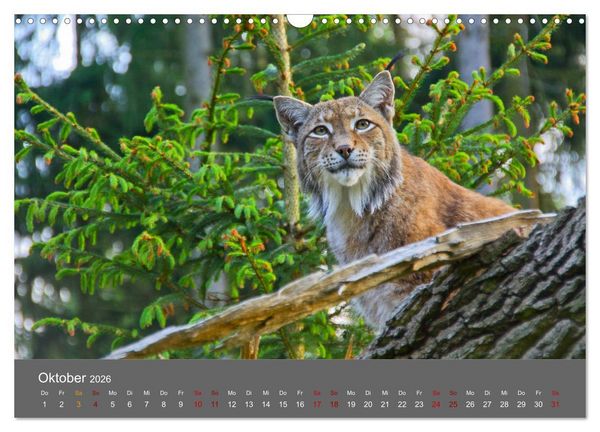 Produktbild: Der Luchs - Hochbeinig, Pinselohren, Backenbart (Wandkalender 2026 DIN A3 quer), CALVENDO Monatskalender