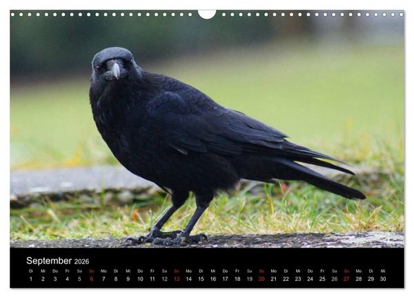 Produktbild: Das Leben der Rabenv&ouml;gel (Wandkalender 2026 DIN A3 quer), CALVENDO Monatskalender