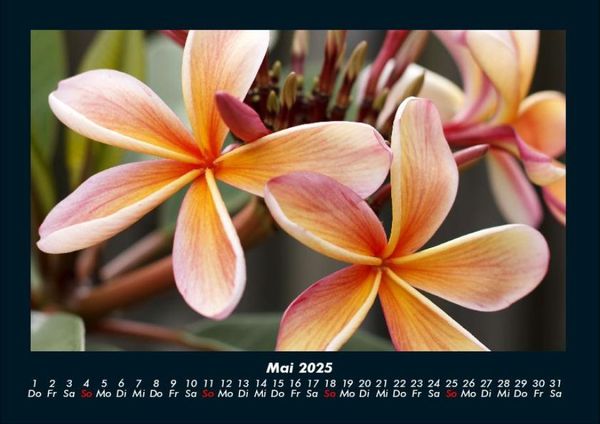 Produktbild: Blumenkalender 2025 Fotokalender DIN A4