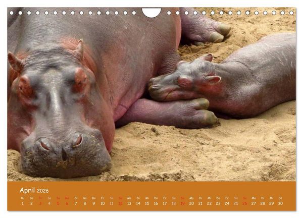 Produktbild: Auge in Auge mit den Tieren Afrikas (Wandkalender 2026 DIN A4 quer), CALVENDO Monatskalender