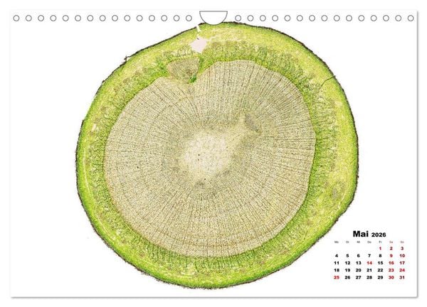 Produktbild: Pflanzen unter dem Mikroskop (Wandkalender 2026 DIN A4 quer), CALVENDO Monatskalender