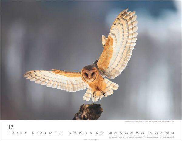 Produktbild: Eulen Kalender 2027