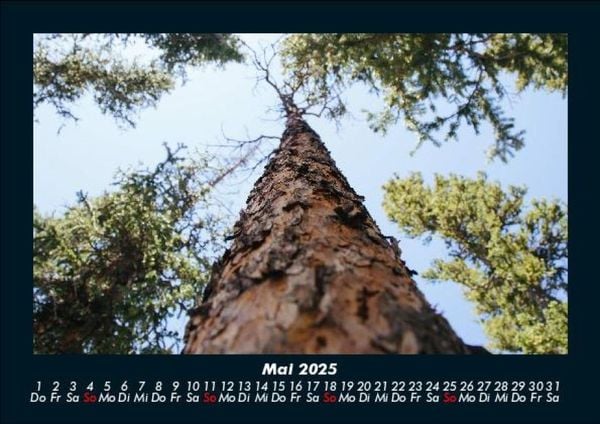 Produktbild: B&auml;ume 2025 Fotokalender DIN A5