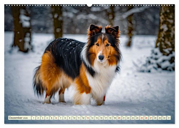 Produktbild: Traumhund Collie (hochwertiger Premium Wandkalender 2026 DIN A2 quer), Kunstdruck in Hochglanz