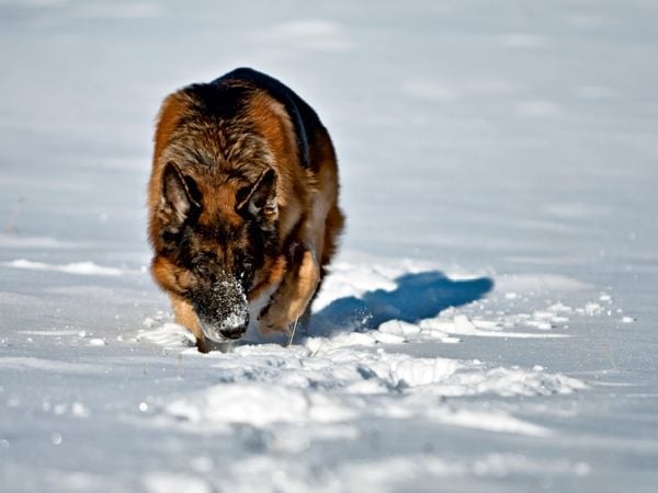 Produktbild: Deutscher Sch&auml;ferhund (Puzzle)