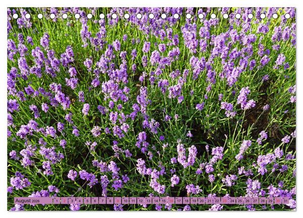 Produktbild: Farbzauber Lavendel (Tischkalender 2026 DIN A5 quer), CALVENDO Monatskalender
