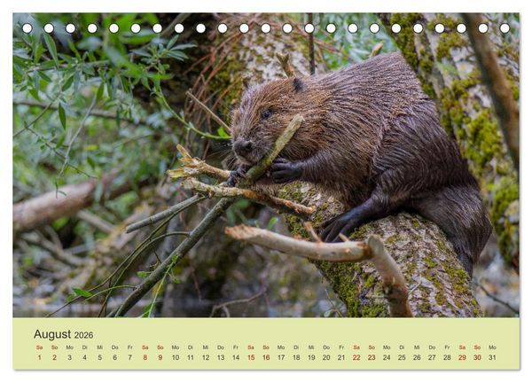 Produktbild: Faszination Biber (Tischkalender 2026 DIN A5 quer), CALVENDO Monatskalender