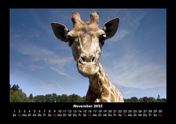 Produktbild: Welt der Tiere 2025 Fotokalender DIN A3