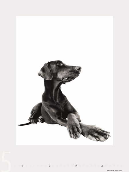 Produktbild: Dogs 2013 - Ruth Marcus