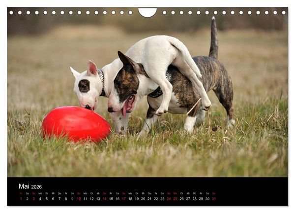 Produktbild: Bullterrier 2026 - Kleine Clowns mit gro&szlig;em Herz (Wandkalender 2026 DIN A4 quer), CALVENDO Monatskalender