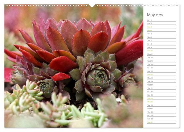 Produktbild: Sempervivum Fascinating Succulents (High Quality Premium Wall Calendar 2026 DIN A2 landscape),CALVENDO 12 Month Wall Calendar
