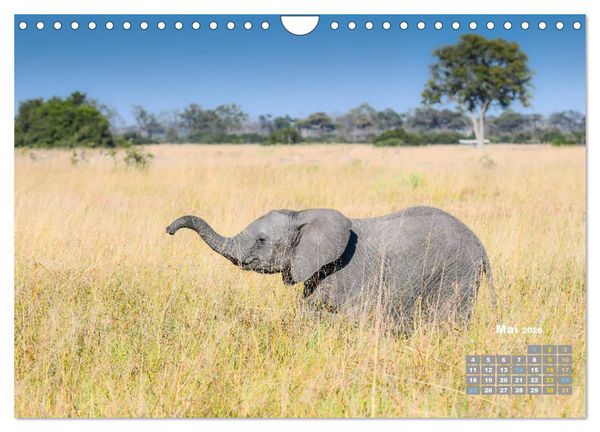 Produktbild: Babyelefanten (Wandkalender 2026 DIN A4 quer), CALVENDO Monatskalender